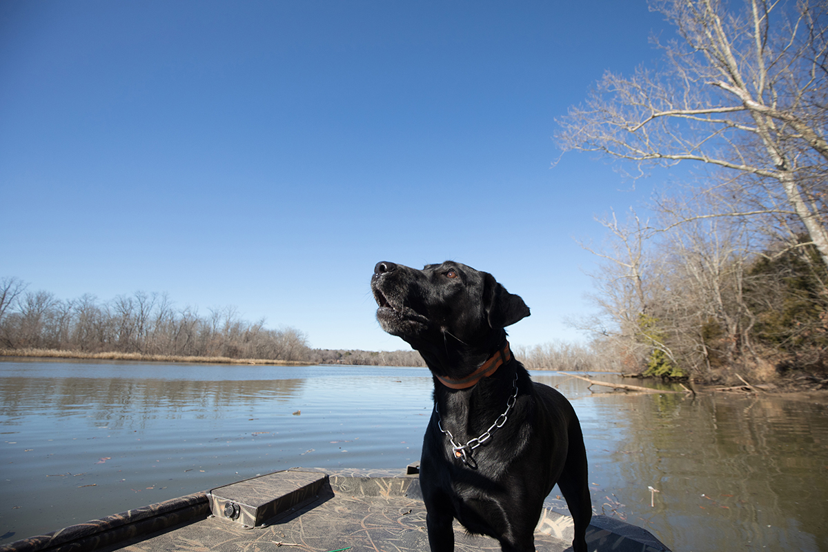 K 9贝利站在码头上；再见贝利，祝你退休快乐
