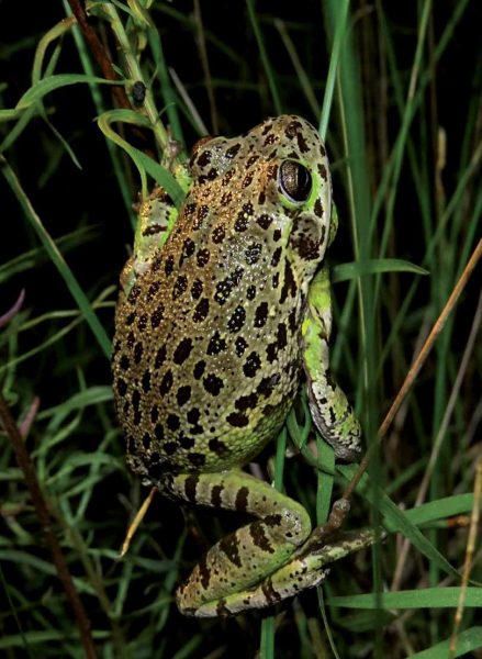 棕色吠叫树蛙的图片