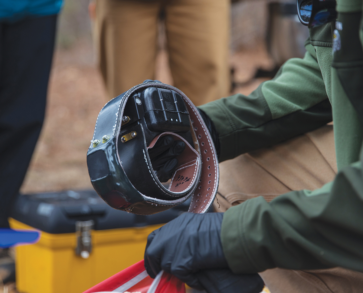 其中一个 GPS 项圈。