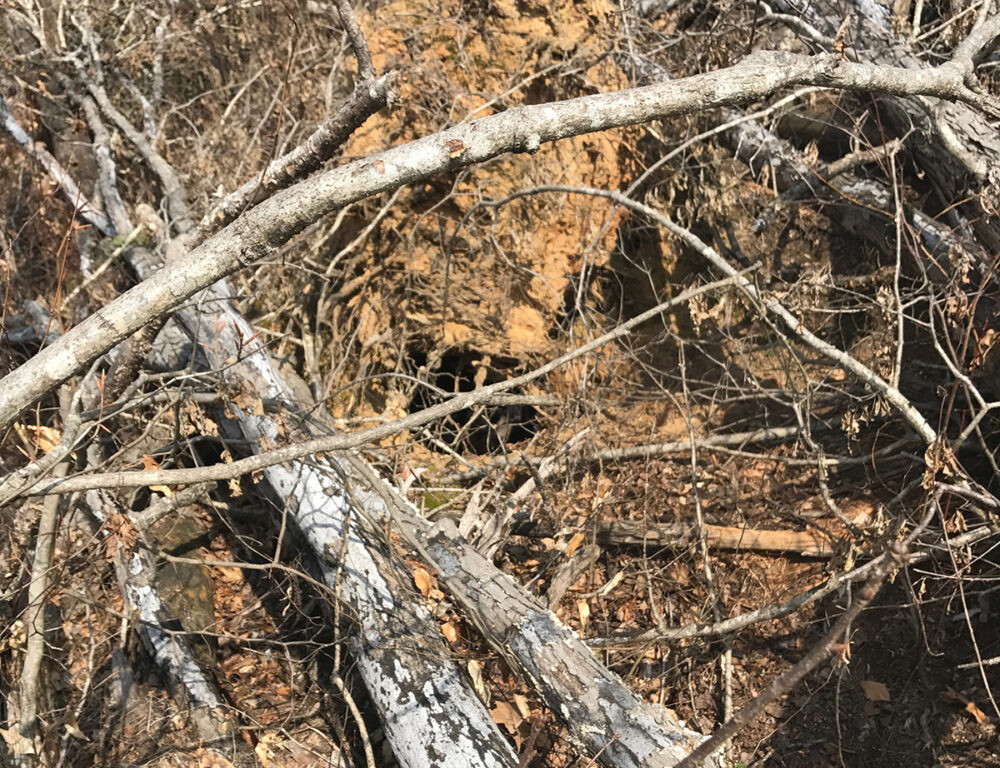 地面上的一个洞被风暴残骸覆盖，里面有一个黑熊窝
