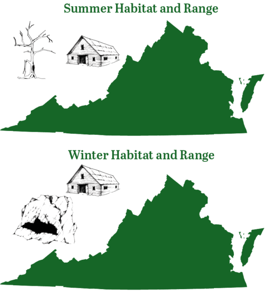 大棕蝙蝠冬季和夏季活动范围