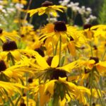 数十朵中心为黑色的黄色花朵的特写照片