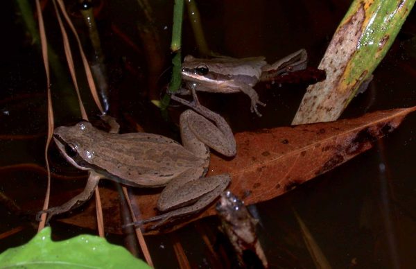 布里姆利合唱蛙的图片