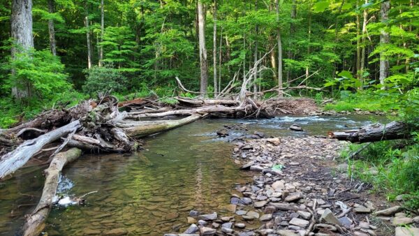 理想的溪鳟鱼栖息地的描绘。©迈克·欧文 - 美国森林服务局