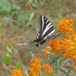 一只蝴蝶停在一朵橙色的花上