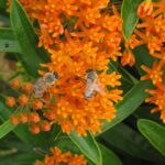 橙色花朵上的蜜蜂