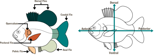 插图： © Makayla DeVivo – DWR