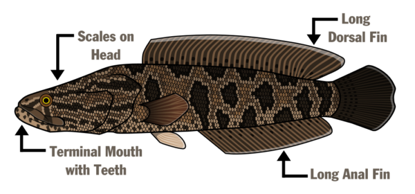 北部蛇头鱼的解剖结构插图 - 头上有鳞片，末端有牙齿，长背鳍和长臀鳍。