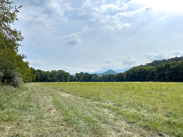 东菲比莺像哨兵一样排列在田野边缘，而普通渡鸦则在孵化场建筑物后面田野的树上鸣叫。照片来源：Lisa Mease