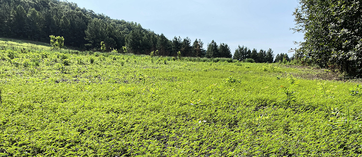 一片羊茅草区域被喷洒和焚烧，使得本地的鹧鸪豌豆在该地区占据主导地位