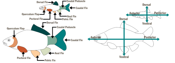 插图： © Makayla DeVivo – DWR