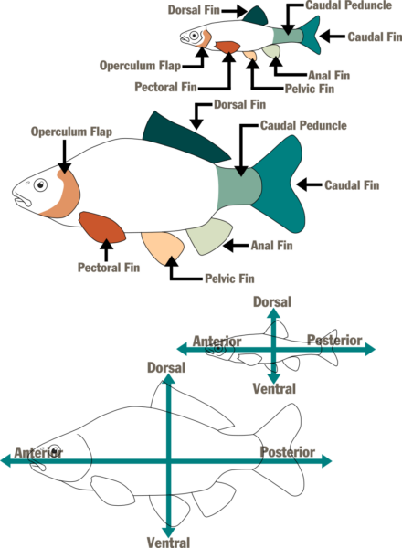 标明鱼的各个部位和鱼鳍的插图。