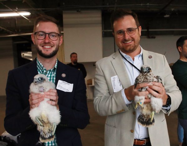 环志后的游隼幼崽（左为雌性，右为雄性）