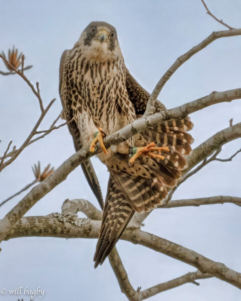 92 /BN 猎鹰（来自2024窝的‘红色’）伸展在树枝上。