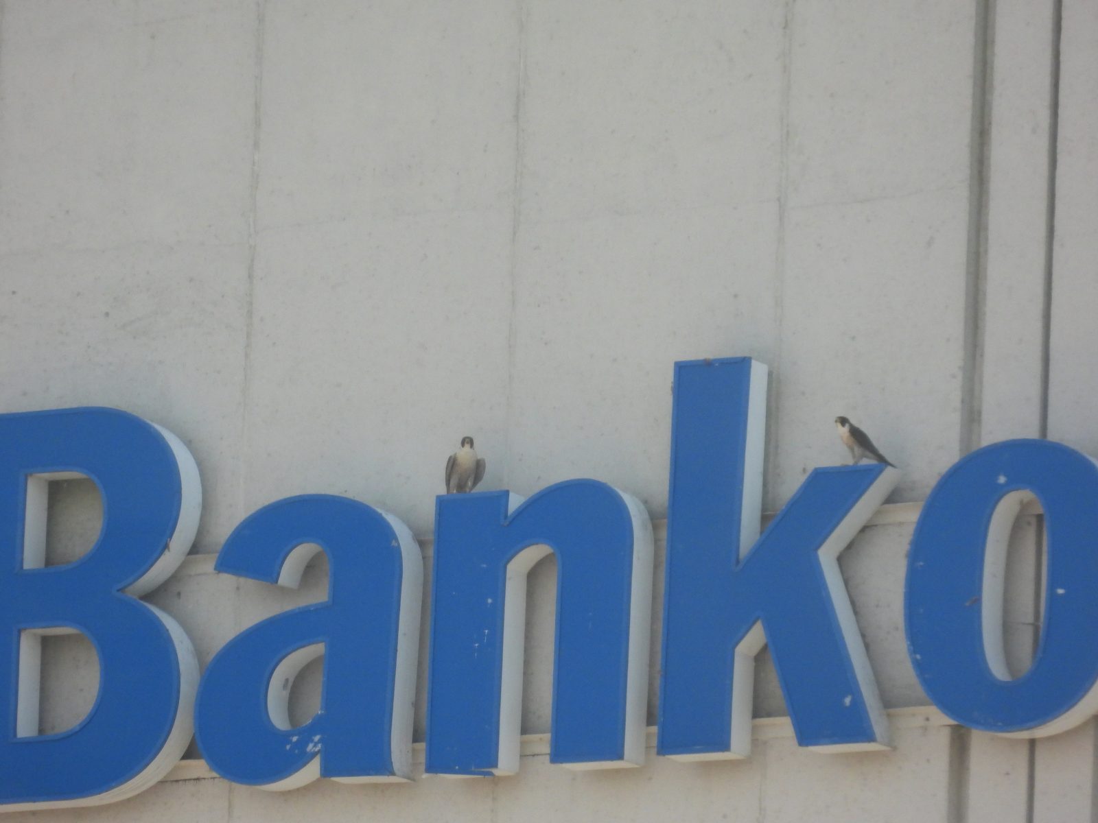 成年雌性（左）和成年雄性（右）栖息在美国银行大楼西向的标志顶上。