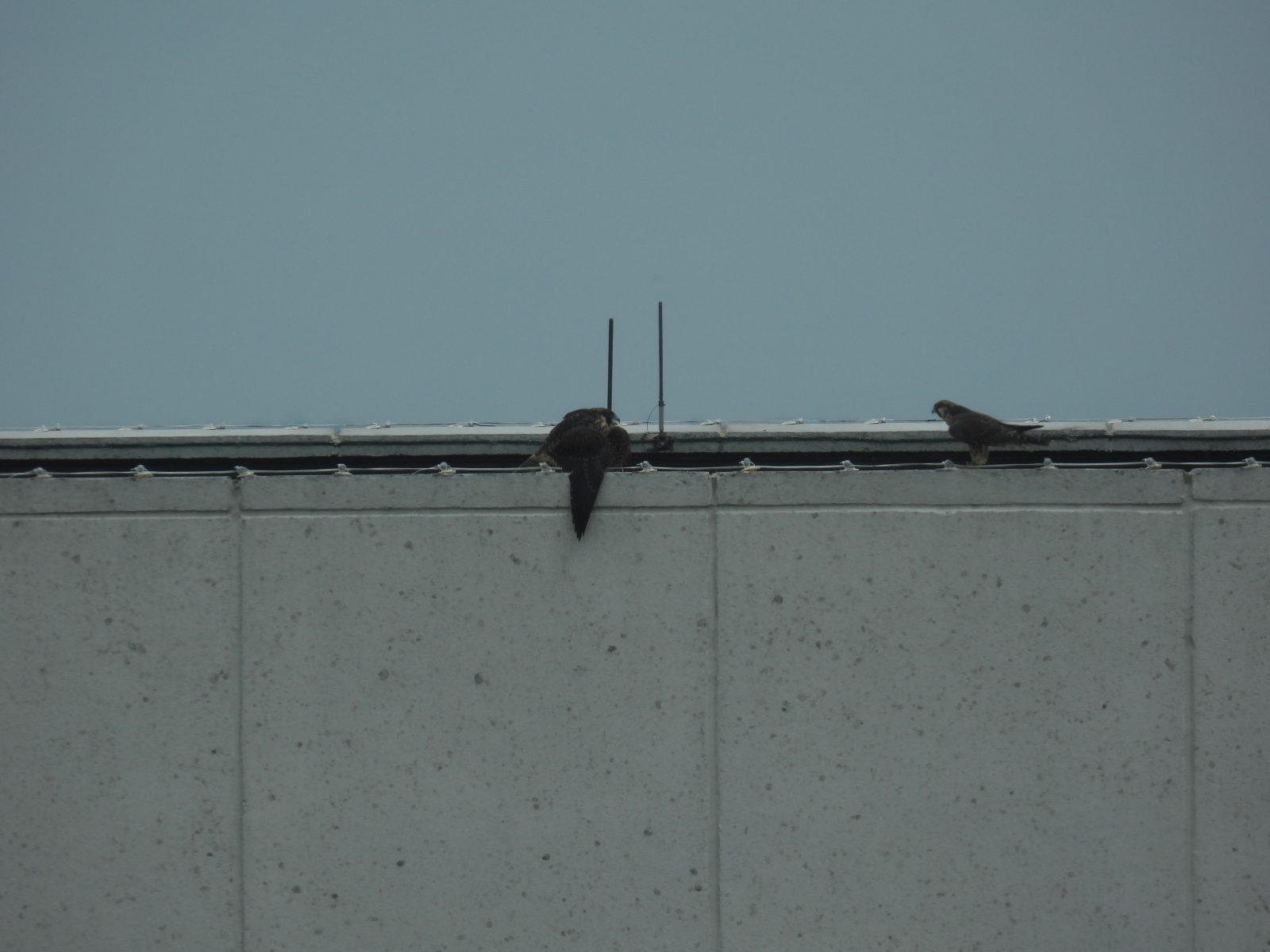 红色（右）靠近黄色（左），同时发出叫声并采取防御姿态。