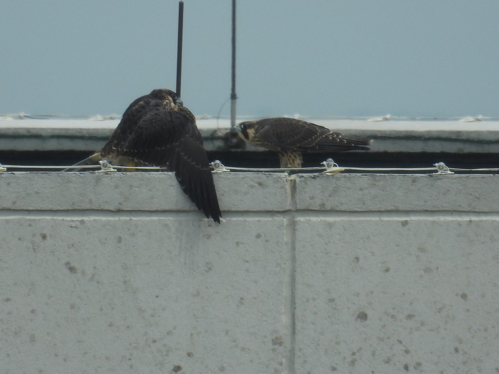 红色（右）靠近黄色（左）并向她鞠躬几次，而她则保持着防御姿态。