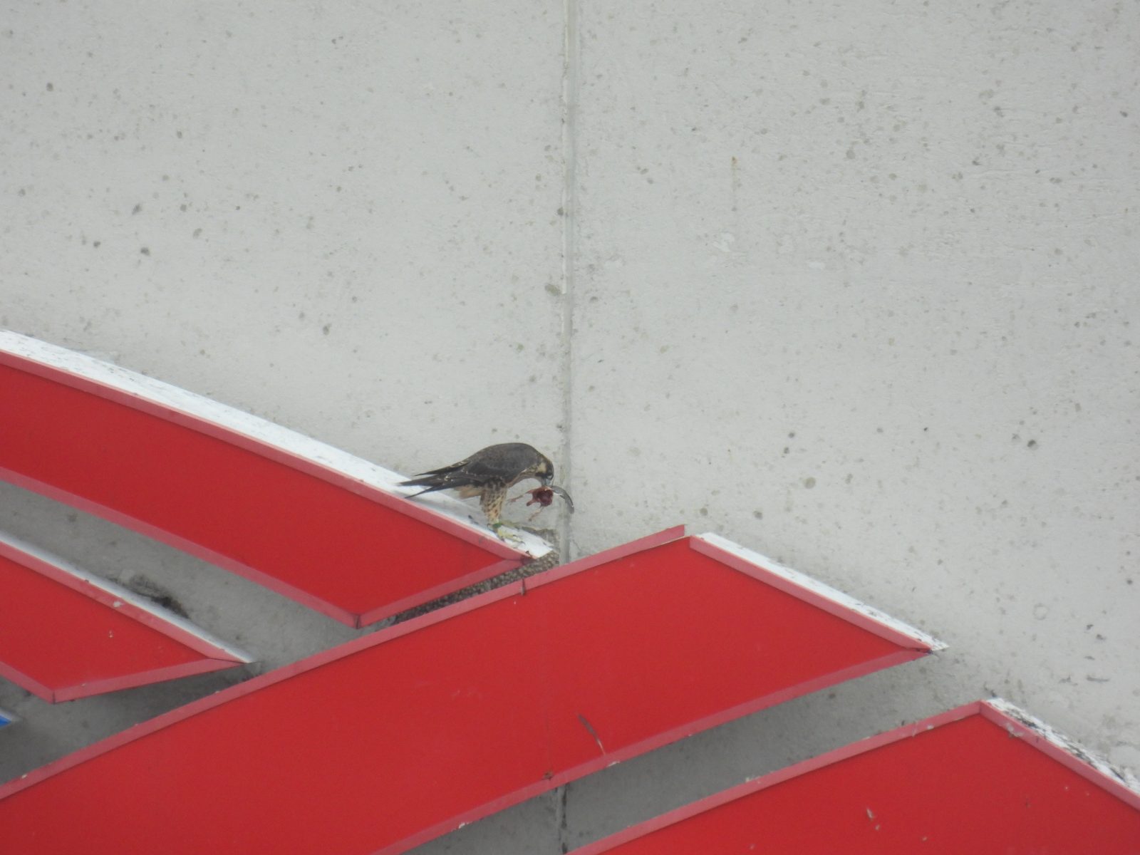 红色的胶带已经脱落，美国银行的标志上方有一个猎物。