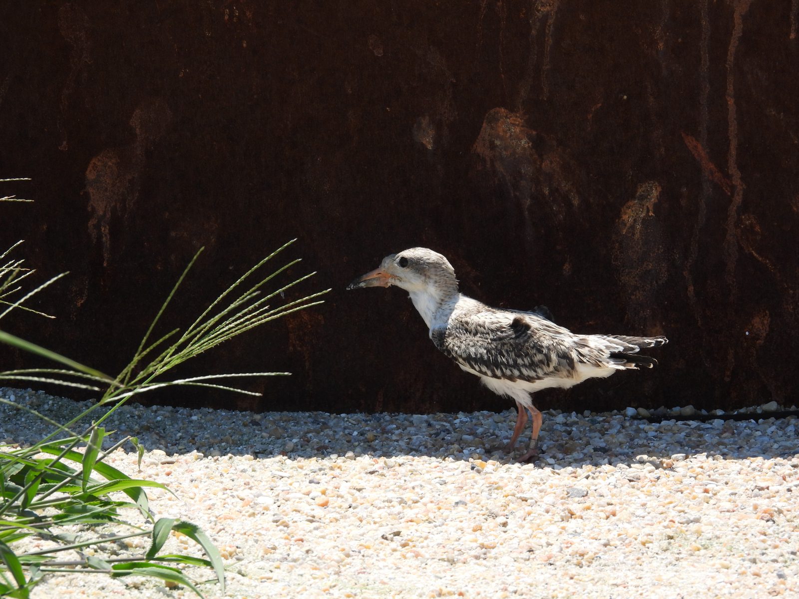 我们在调查中观察到黑鹬幼鸟尚未长出羽毛。