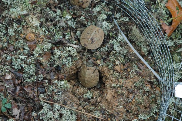 两只木龟在筑巢地点周围的保护网状容器内孵化