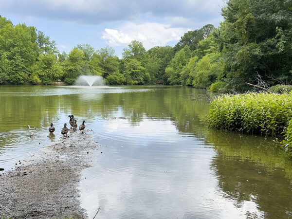 雄性绿头鸭正从褪色羽毛过渡到繁殖羽毛，它们在其中一个湖泊中避难。照片来源：Lisa Mease