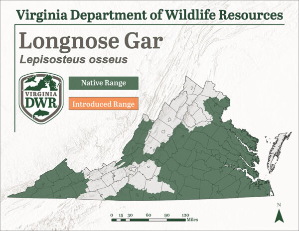 长鼻雀鳝分布于弗吉尼亚州各地,主要分布在该州东部和最北部地区