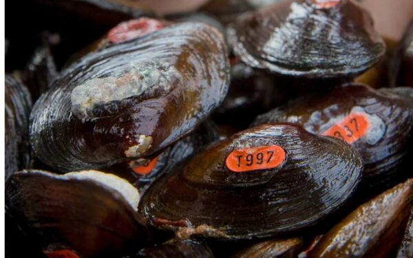 繁殖的詹姆斯棘贻贝被种植在重新引入地点。摄影： © Meghan Marchetti - DWR
