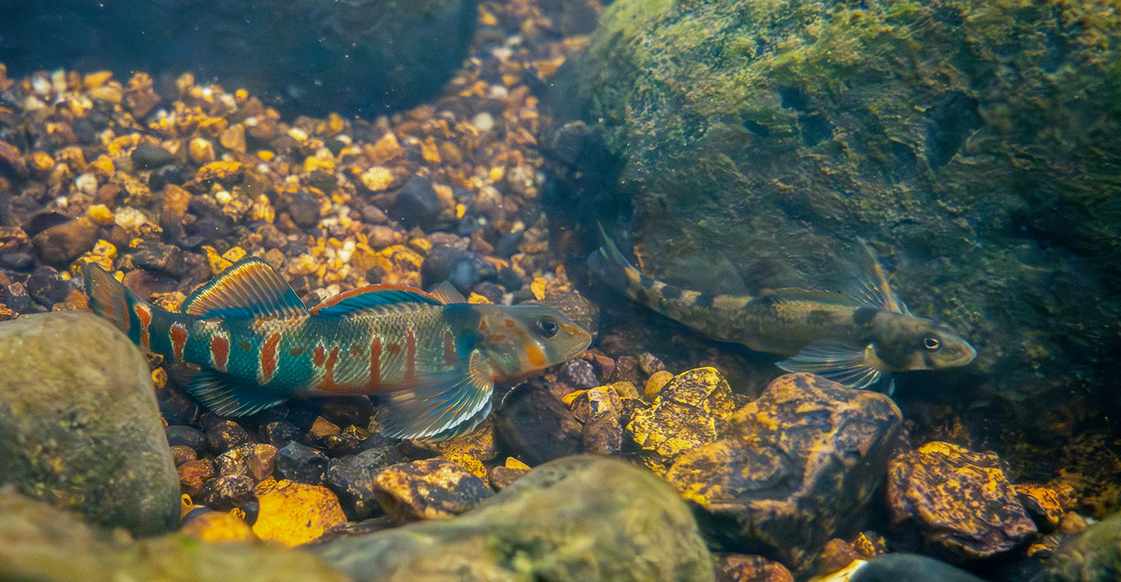 图中一只色彩鲜艳的红蓝条纹蛇鹈，旁边是一只颜色较单调的灰黑色雌性蛇鹈