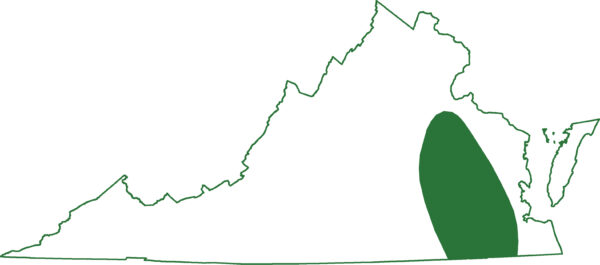 东部塞壬鸟分布于弗吉尼亚州东部的一些地区