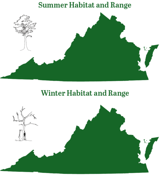 东部红蝙蝠全年在弗吉尼亚州各地都有发现