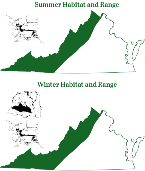 东部小足蝙蝠在夏季和冬季都生活在弗吉尼亚州的山区