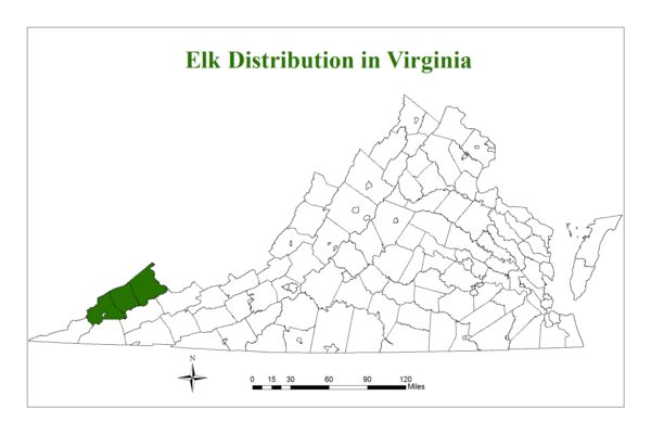 弗吉尼亚州的三个县都有麋鹿