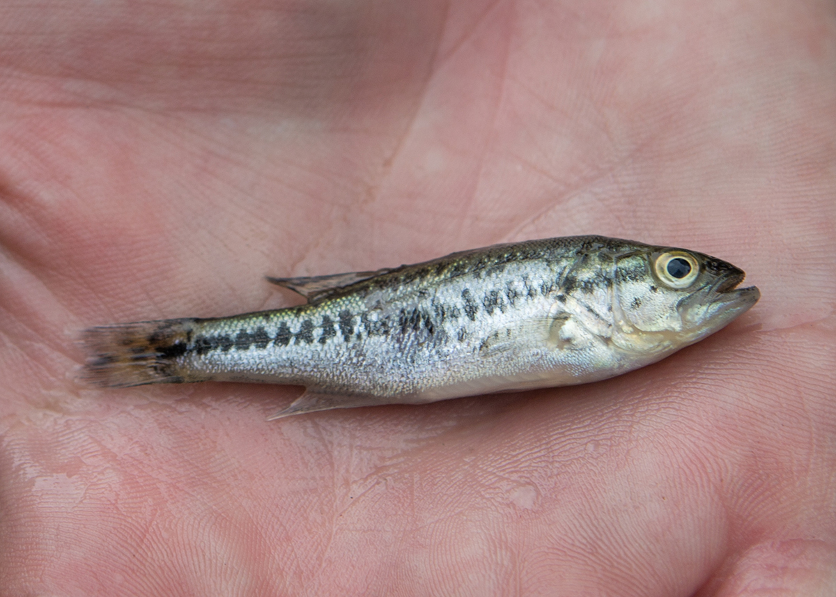 一只年轻的大嘴鲈鱼的图片