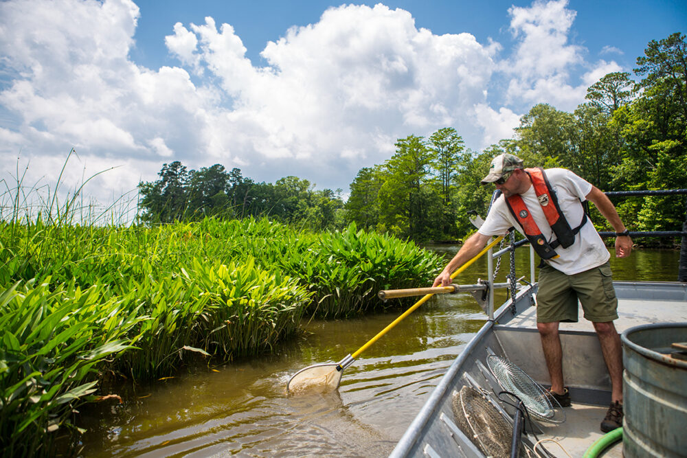 一名男子在奇卡霍米尼河的船上用网捕捞小大嘴鲈鱼的照片