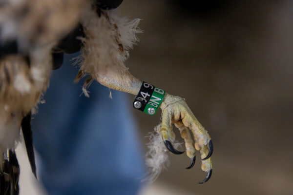 A peregrine falcon leg with a band attached