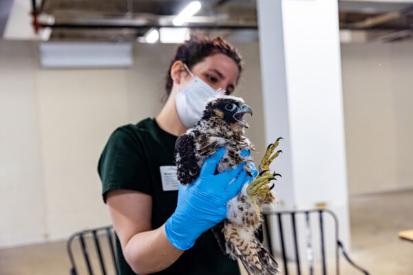 A DWR wildlife biologist holding a peregrine falcon