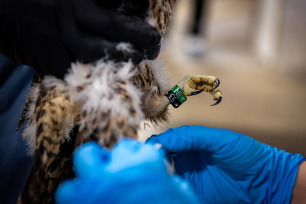 A biologist's gloved hands attaching a band to a peregrine falcon's leg