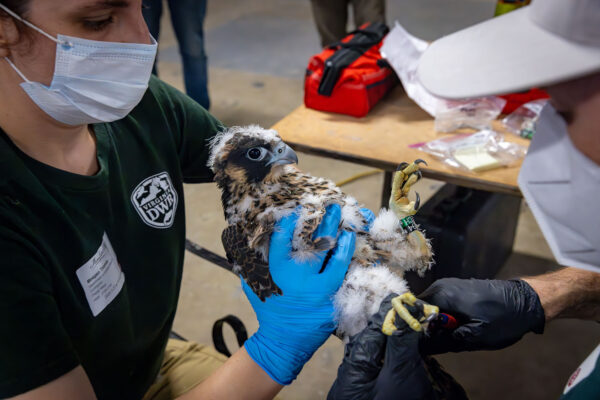 Biologists band a peregrine falcon
