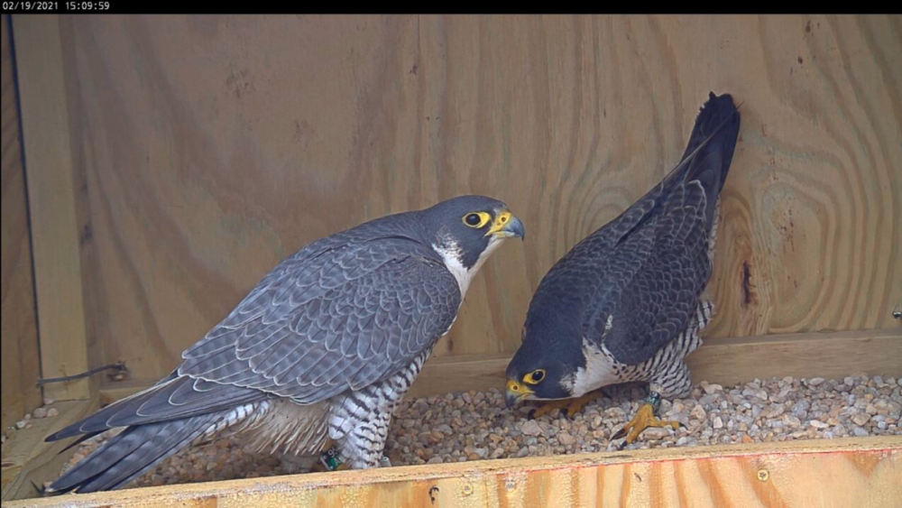 嵌套框中的95 /AK 和59 /BM 互相注视的图像