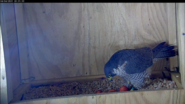 怀有四枚卵的雌性正在将第四枚卵移到刮痕处