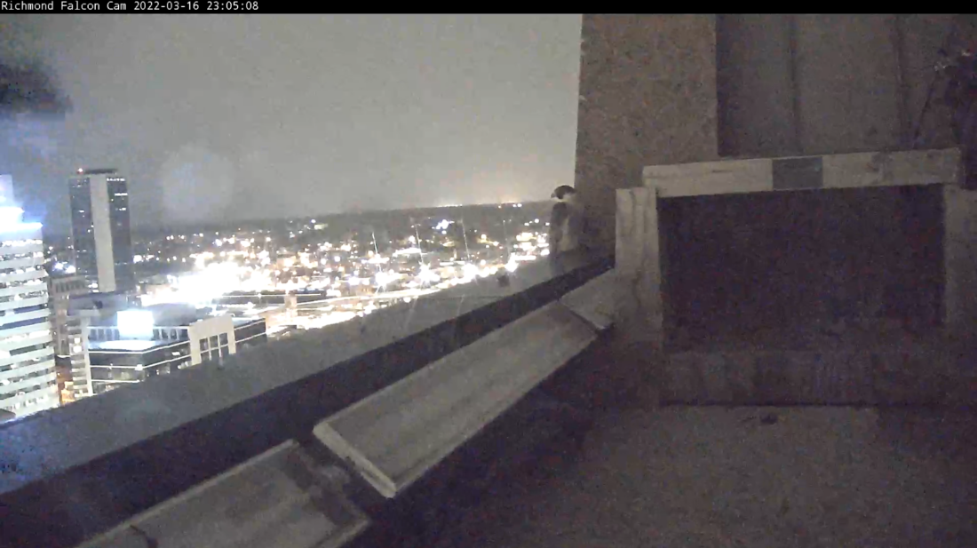 雌隼夜间栖息在巢箱附近 