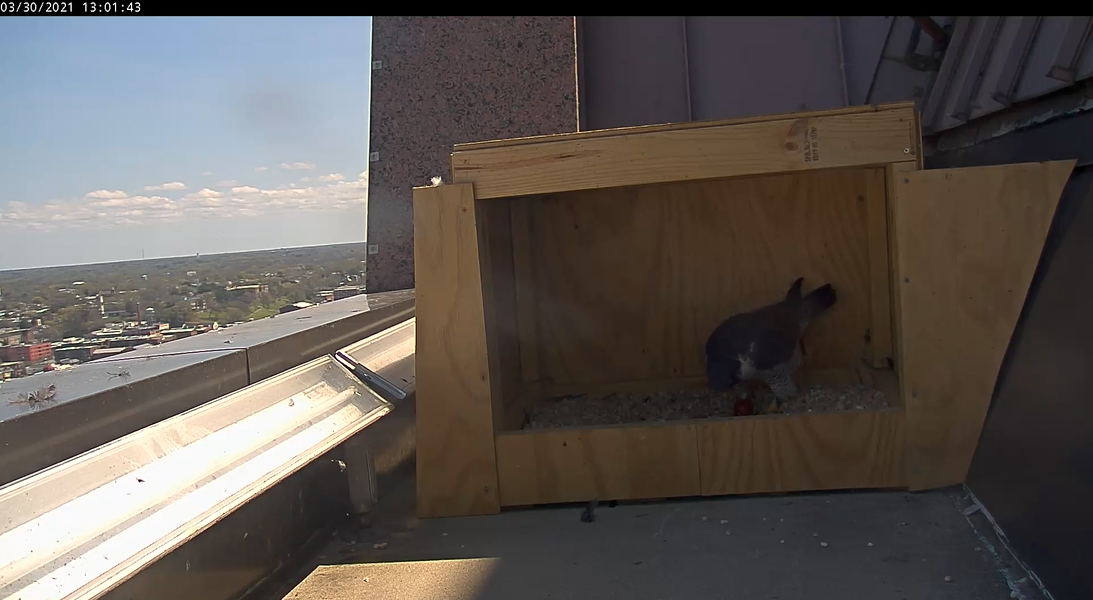 雌鸟站在刚产下的蛋旁边。