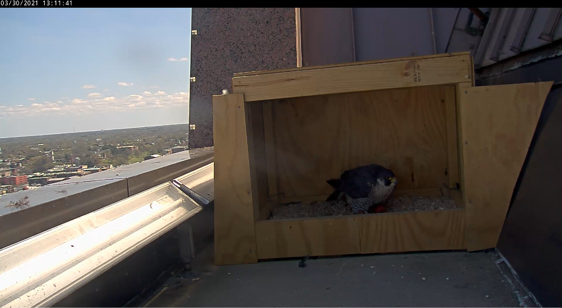 雌性将自己置于两枚卵的顶部。