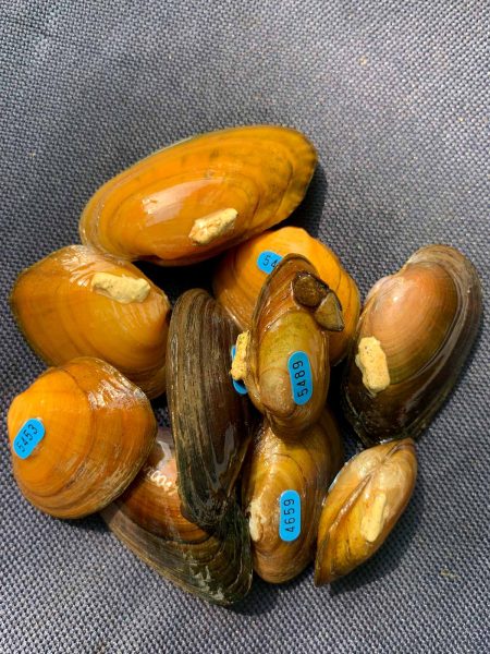 一小堆重新捕获的贻贝