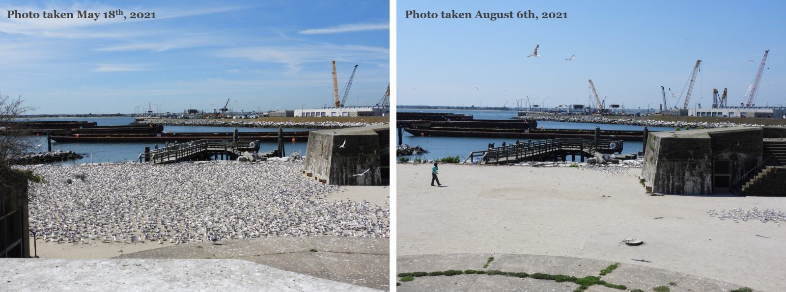 对比伍尔堡海鸟分布情况：5 月份海鸟密集（左图）和 8 月份海鸟稀少（右图）。