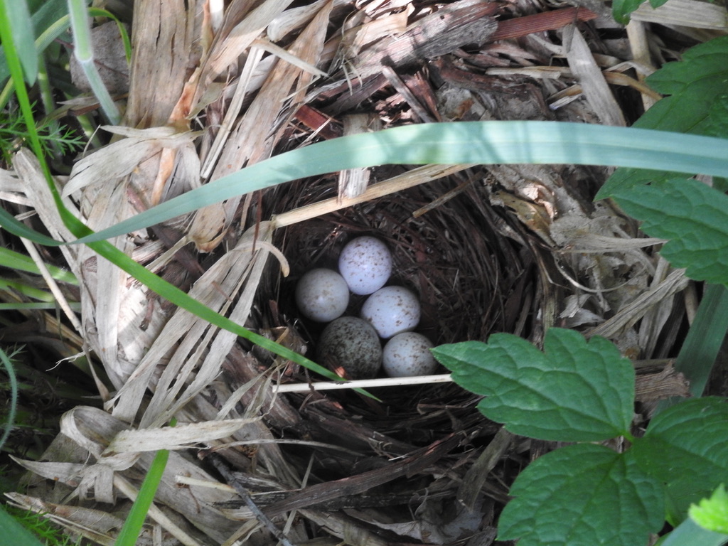 史密斯县的金翅莺巢 