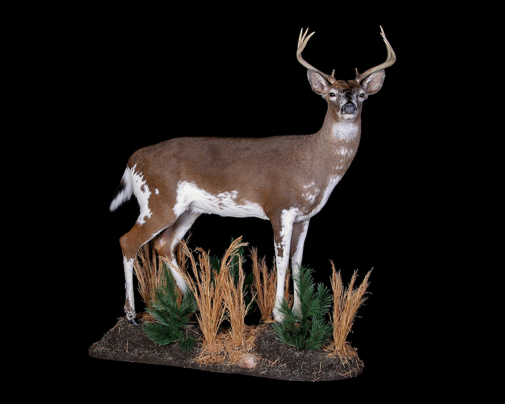 这是一种斑纹雄鹿,其腿部、腹部和臀部有白色斑纹,与背部和头部的棕色融为一体