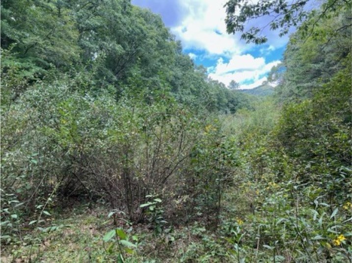 位于 Gathright WMA 的项目所在地的一片树林