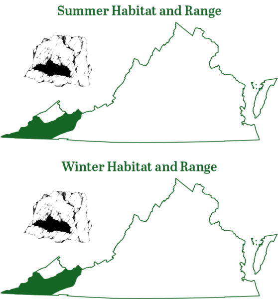 灰蝙蝠生活在阿巴拉契亚省最西部的地区