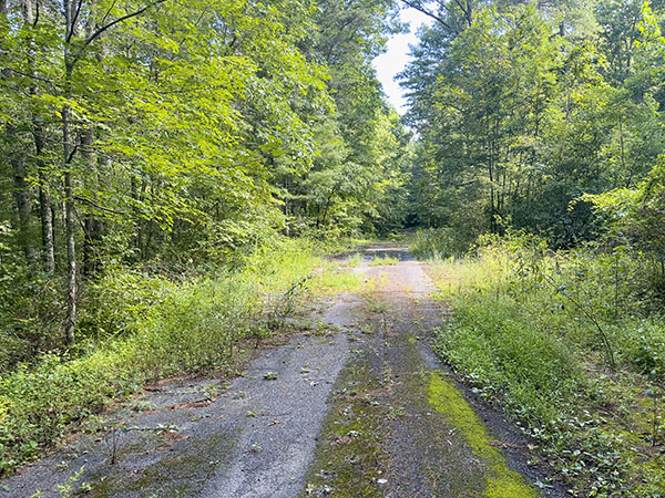 一些胆小的物种，例如东部鸫，可以在早期演替栖息地中被发现，这些栖息地正在恢复尚未修复的道路。照片来源：Lisa Mease 